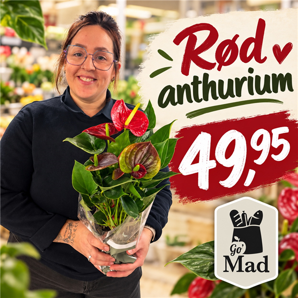 Anthurium